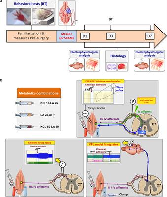 Cerebral Ischemia Changed the Effect of Metabosensitive Muscle Afferents on Somatic Reflex Without Affecting Thalamic Activity